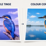 Comparison of a blue kingfisher print with a purple colour cast and the corrected blue colours
