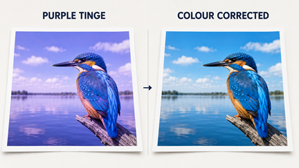 Comparison of a blue kingfisher print with a purple colour cast and the corrected blue colours
